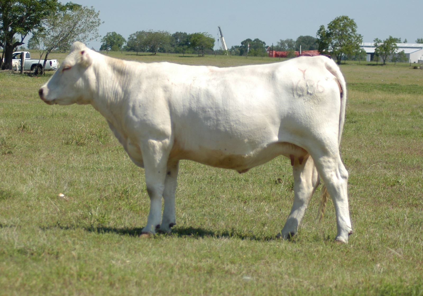 purebred charolais calf